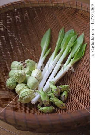 野生蔬菜（款冬嫩芽、當歸樹芽、玉簪） 137725309