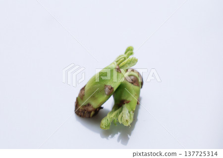 野生植物(鱈魚的芽) 野生植物(鱈魚的芽) 137725314