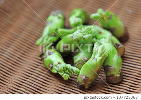 野生植物（鱈魚的芽） 137725368