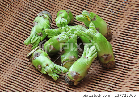 野生植物(鱈魚的芽) 野生植物(鱈魚的芽) 137725369