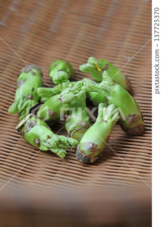 野生植物(鱈魚的芽) 野生植物(鱈魚的芽) 137725370