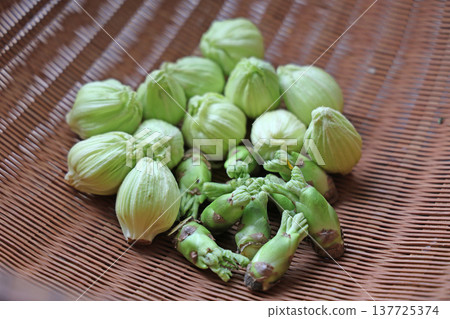 野生蔬菜（款冬嫩芽、當歸樹芽） 137725374