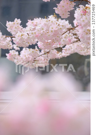 圖片素材包括一扇窗戶和早開的櫻花 137725469