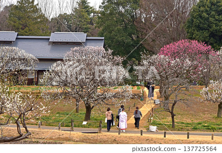 Spring flowers: A landscape with plum blossoms Spring flowers: A landscape with plum blossoms 137725564
