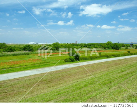 A view of the Edogawa River embankment with a poppy field on a cleared embankment in early summer morning. A view of the Edogawa River embankment with a poppy field on a cleared embankment in early summer morning. 137725565