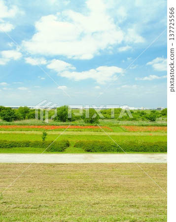 A view of the Edogawa River embankment with a poppy field on a cleared embankment in early summer morning. 137725566