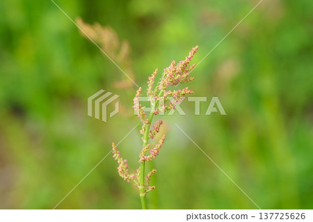 Sorrel inflorescence 137725626