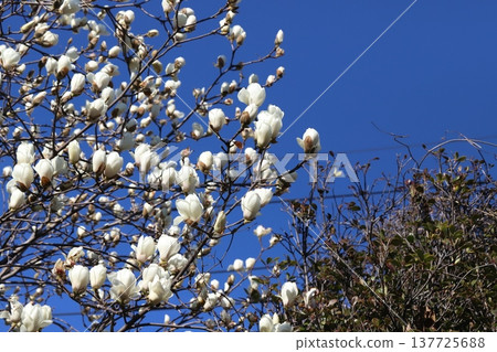 White magnolia blossoms in the early spring garden White magnolia blossoms in the early spring garden 137725688