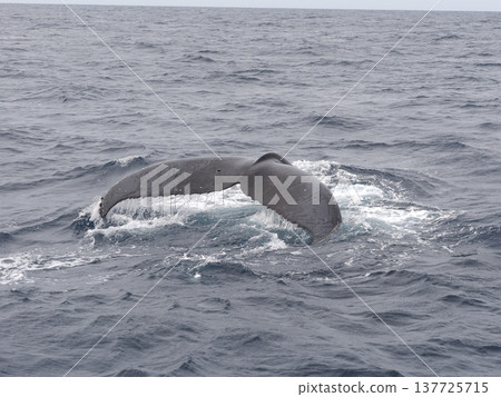 Humpback whale flukedown 137725715