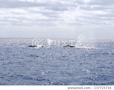 座頭鯨希特蘭 137725716