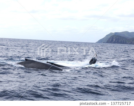 Humpback whale pectoral fin Humpback whale pectoral fin 137725717