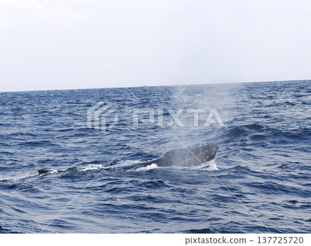 Humpback whale blow 137725720