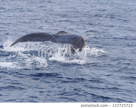 Humpback whale flukedown 137725723