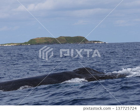 座頭鯨和島嶼 座頭鯨和島嶼 137725724
