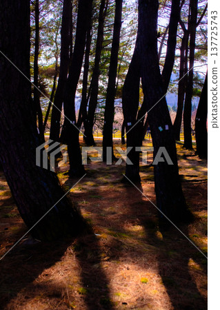 Light shining through the pine forest Light shining through the pine forest 137725743