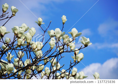 Lotus flower blooming in the blue sky Lotus flower blooming in the blue sky 137725836