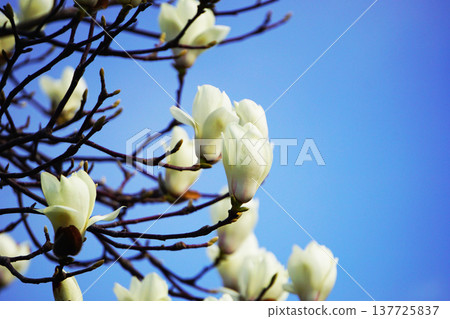 Blue Sky and Magnolia Blue Sky and Magnolia 137725837