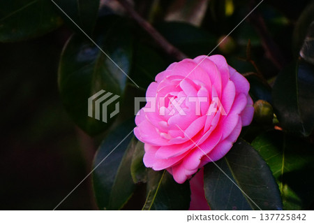 Beautiful Pink Maiden Beautiful Pink Maiden 137725842