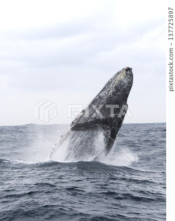 座頭鯨漂白劑 137725897