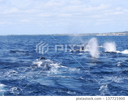 Humpback Whale Heatran 137725900