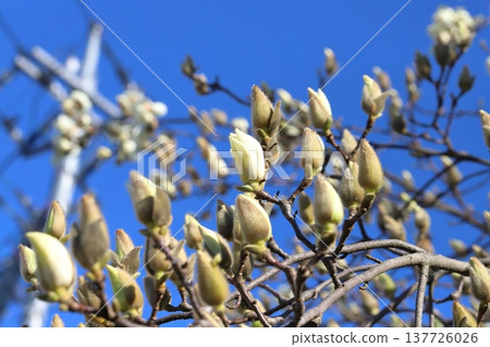 White magnolia blossoms in the early spring garden White magnolia blossoms in the early spring garden 137726026