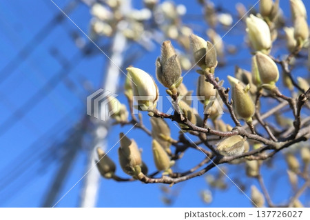 White magnolia blossoms in the early spring garden White magnolia blossoms in the early spring garden 137726027