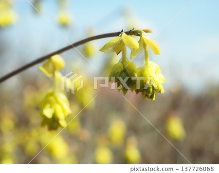 Hyuga mizuki 137726068