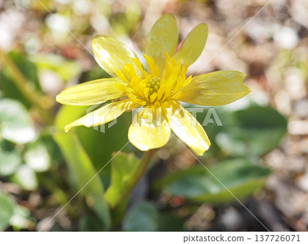 Ryukinka 137726071