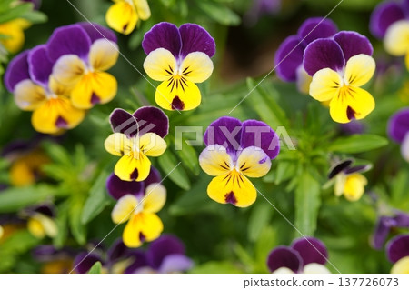 The tricolor violets are in bloom. 137726073