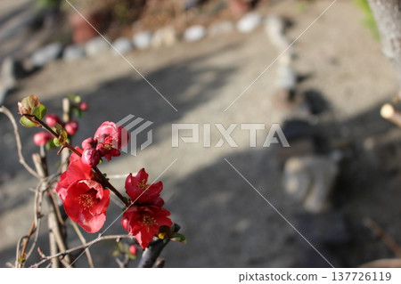 紅花,梅花 紅花,梅花 137726119