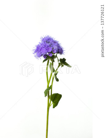 It is a white background and a purple ageratum. 137726121
