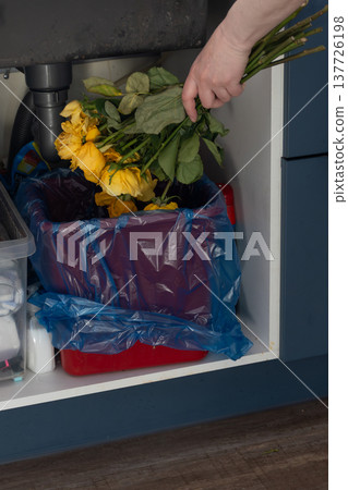 Woman throwing away wilted yellow roses into a trash bin under the kitchen sink. Concept of post holiday cleaning, end of celebration and household waste disposal. Discarded flower. photography 137726198