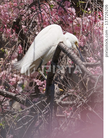 Cherry blossoms and little egret 137726206