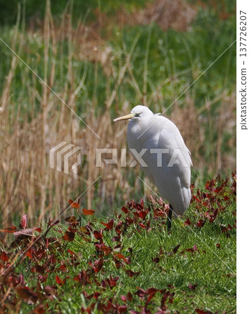 Spring Egret 137726207