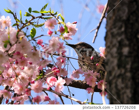 Cherry blossoms and bulbul 137726208