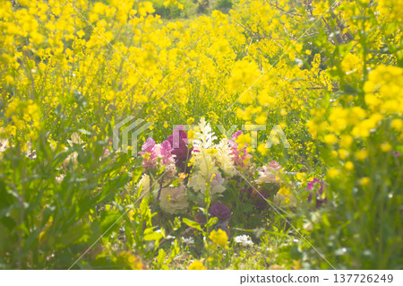 In the rape field In the rape field 137726249