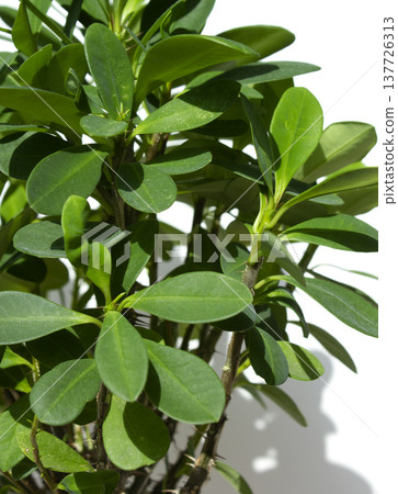 Euphorbia milii on a white background Euphorbia milii on a white background 137726313