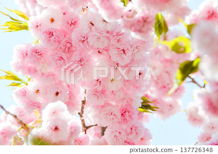 Double cherry blossoms in full bloom against a blue sky, creating a vibrant pink image of spring. Double cherry blossoms in full bloom against a blue sky, creating a vibrant pink image of spring. 137726348