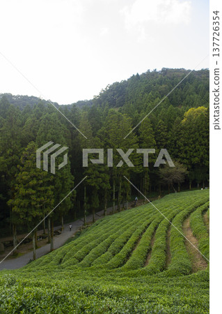 This is a view of the green tea fields in Boseong, Korea. This is a view of the green tea fields in Boseong, Korea. 137726354