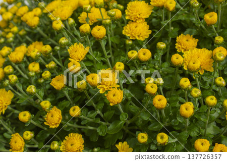 Close-up of a yellow chrysanthemum flower. Close-up of a yellow chrysanthemum flower. 137726357