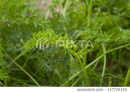 These are the leaves of a well-grown carrot. 137726358