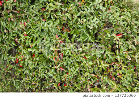 Close-up of Asian Jasmine leaves. 137726360