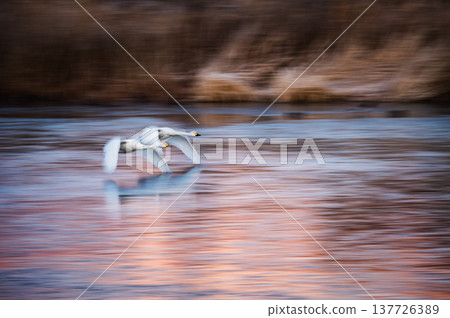 The water's surface reflects the morning light, and swans take flight [Mihotada Floodplain] 137726389