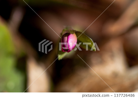 Snowdrops Red Red Purple Snowdrops Red Red Purple 137726486