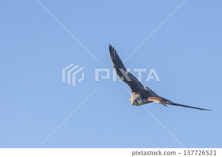 Apus apus bird in flight. Against a clear blue sky. Apus apus bird in flight. Against a clear blue sky. 137726521