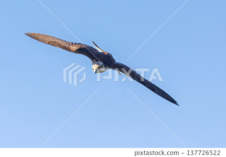 Closeup view of Apus apus bird in flight. Closeup view of Apus apus bird in flight. 137726522