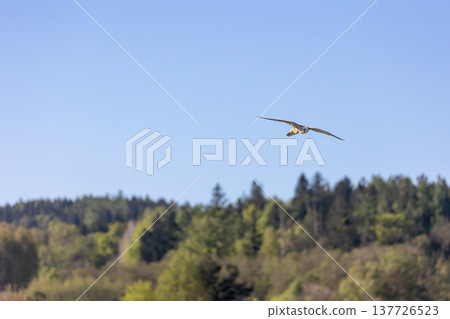 Apus apus bird is flying over the forest. 137726523