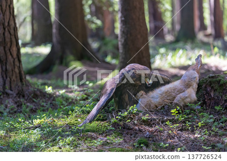 Golden eagle is eating a caught fox in the forest. Golden eagle is eating a caught fox in the forest. 137726524