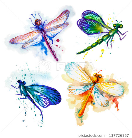 Flying Watercolor Dragonflies Hand Made Vector Set Flying Watercolor Dragonflies Hand Made Vector Set 137726567