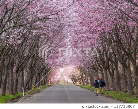 A spring scene in Hirosaki, Aomori Prefecture, where people stroll leisurely along a row of cherry trees in full bloom. A spring scene in Hirosaki, Aomori Prefecture, where people stroll leisurely along a row of cherry trees in full bloom. 137726807